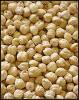 Chickpeas / pois chiche