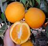 Orange navel bio